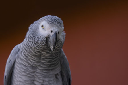 Portrait of a parrot on a dark red background. African Gray Parrot (Psittacus erithacus).の写真素材