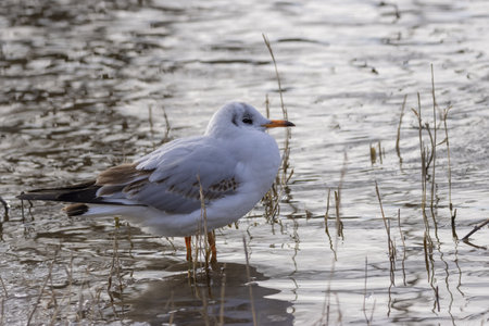 View of a black-headed gull standing in the water among the reeds. (Chroicocephalus ridibundus)の写真素材