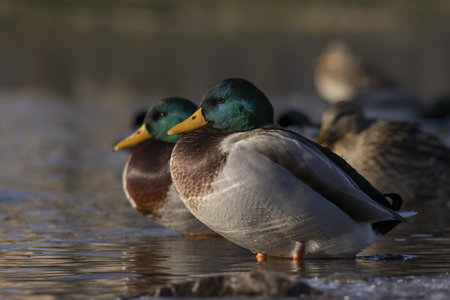 Wild Mallard duck standing in the water with his group ducks in the background. (Anas platyrhynchos),の写真素材