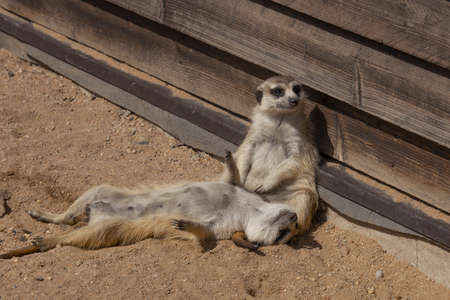 Meerkats bask in the sun. One sitting against a wooden wall and the other lying on the sand. (Suricata suricatta)の写真素材