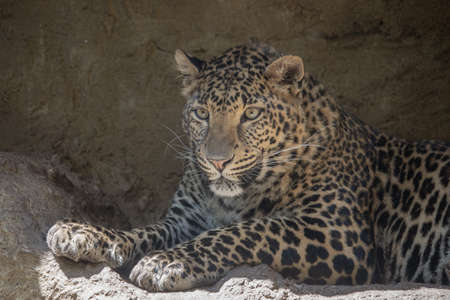 Close up of aa relaxed Leopard male. Leopard lies on the rock (Panthera pardus)の写真素材