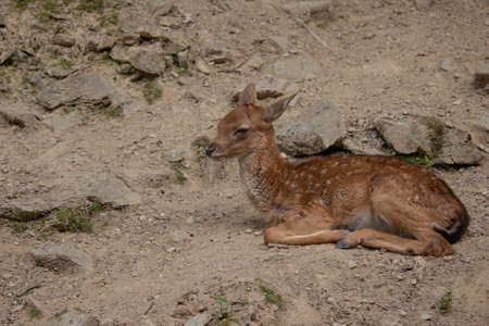 View of a young fallow deer lying next to a stone. (Dama dama).の写真素材