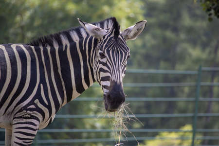 Chapman's zebra (Equus quagga chapmani). Portrait of a zebra that eats hay in the background of fencing and deciduous trees.の写真素材