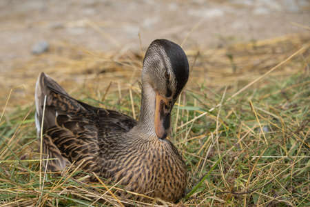 Beautiful portrait of female mallard duck sitting on dry grass. (Anas platyrhynchos)の写真素材