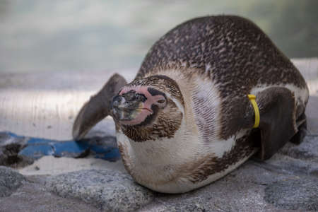 The Humboldt Penguin in a zoo in Slovakia. Lying on his stomach. (Spheniscus humboldti)の写真素材