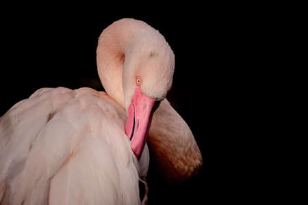 Close-up portrait of a greater flamingo on a black background. (Phoenicopterus roseus)の写真素材
