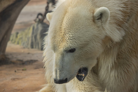 Portrait of a polar bear with his head bowed. Close-up photography. (Ursus maritimus)の写真素材
