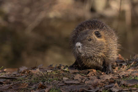 Portrait of small young coypu with profile. Also known as nutria or Myocastor coypus.
