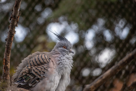 The crested pigeon in a zoo. Portrait of a sitting pigeon on a tree branch. (Ocyphaps lophotes)の写真素材