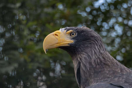 The portrait of Steller's sea eagle with profile in the background deciduous trees. (HALIAEETUS PELAGICUS)の写真素材