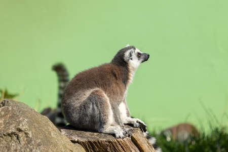 Close up of a male Ring-Tailed Lemur. Lemur sitting on a wooden stump and looking around on a green background (Lemur catta)の写真素材
