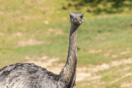 Portrait of rhea americana on a grassy meadow.の写真素材