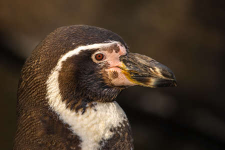 Close-up portrait of a penguin on a dark background (Spheniscus humboldti)の写真素材