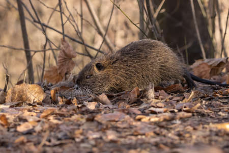 The nutria walking around the bushes in the forest and looking for food. (Also known as nutria or Myocastor coypus.の写真素材