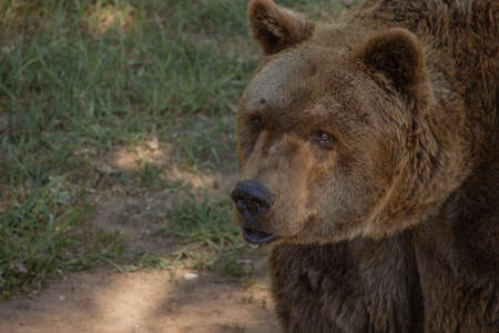 Portrait of a brown bear from profile. Close-up photography. (Ursus arctos)の写真素材