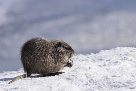 Coypu standing in the snow with food in its paws on a white-blue background (Myocastor coypus)の写真素材