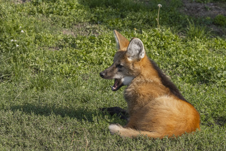 The maned wolf lying in the green grass with his mouth open. (Chrysocyon brachyurus)の写真素材