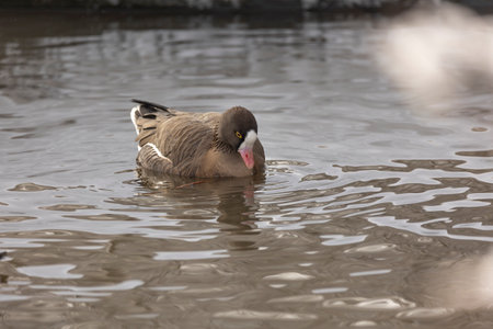 Lesser white-fronted goose, Anser erythropus. single bird in water. The goose was swimming in the lake.の写真素材