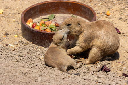 Black-tailed prairie dogs kissing at the food bowl. (Cynomys ludovicianus)の写真素材