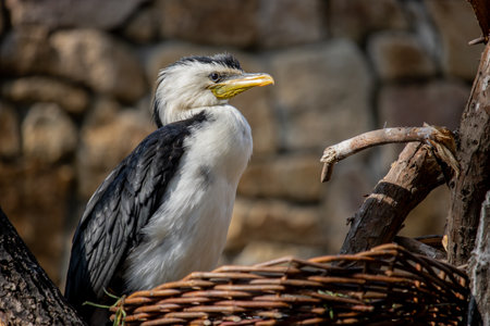 Cormorant sitting on a branch in a wicker basket. (Phalacrocorax carbo)の写真素材