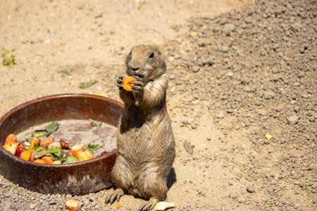 The black-tailed prairie dog is standing next to a bowl of vegetables and eating a carrot. (Cynomys ludovicianus)の写真素材