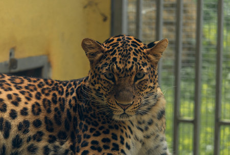 A leopard lying in its caged enclosure at the zoo.
