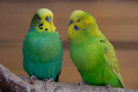 Two yellow-green parakeets standing next to each other on a branch, close up.の写真素材