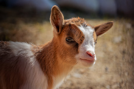 Domestic goat close up. (Capra hircus)