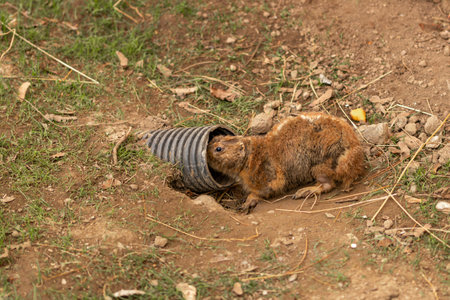 The prairie dog goes to hide in a plastic pipe buried in the ground.