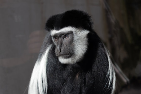 A close-up profile portrait of a Guerez. (Colobus guereza)の写真素材