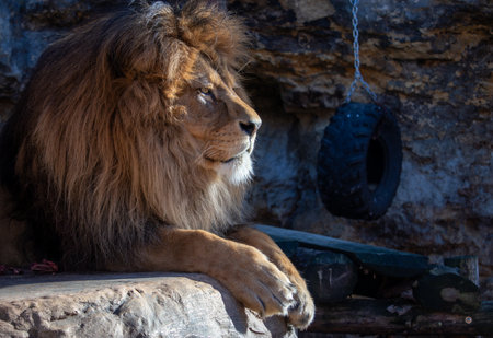 Lion king of animals close up lying on a rock. (Panthera leo)の写真素材