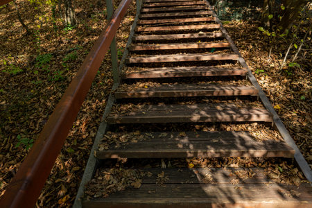 A wooden staircase in the middle of an autumn walk in the forest.の写真素材