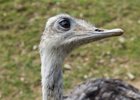 Close-up portrait of a Greater Nanda in profile on a blurred background. (Rhea americana)