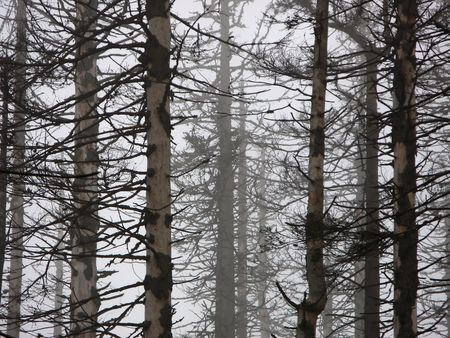 dead forestの写真素材