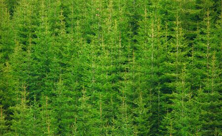 forest texture