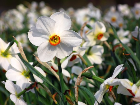 white narcissusの写真素材