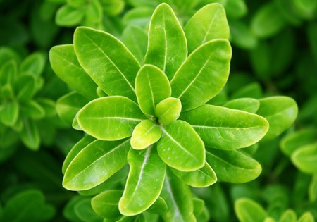 green plantの写真素材