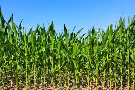 green maize field