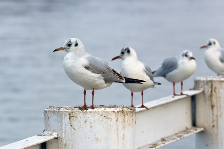 gulls on river barrierの写真素材
