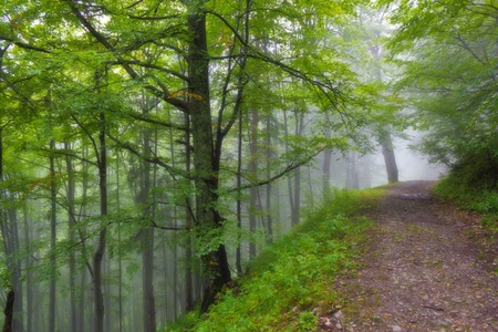 Old road in misty forestの写真素材