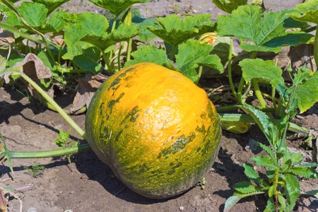 pumpkin on fieldの写真素材