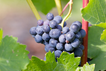 grape bunchの写真素材