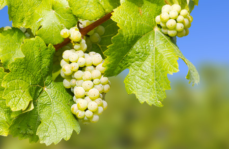 Wine grapes in the vineyardの写真素材