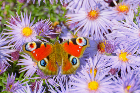 Butterfly european peacock (Aglais io) perching on purple blossomの写真素材