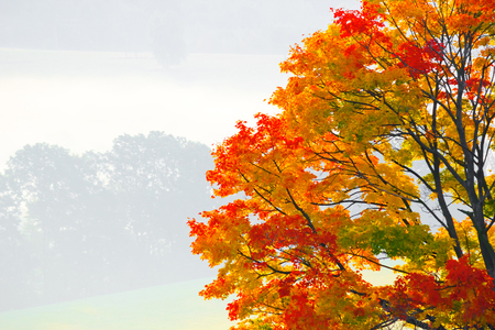 Autumnal treeの写真素材