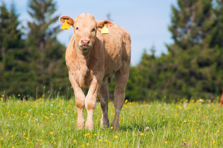 calf grazing on the meadowの写真素材