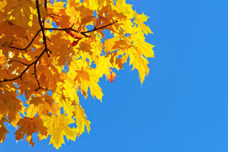 yellow autumn leaves on blue sky
