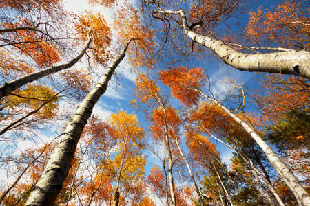 Colorful autumn trees under blue skyの写真素材
