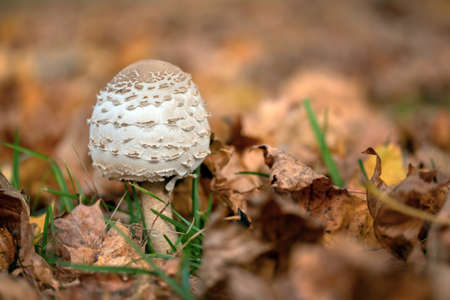 Parasol mushroom â Macrolepiota Proceraの写真素材