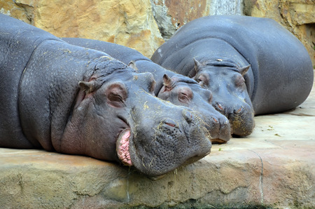 hippos sleepの写真素材